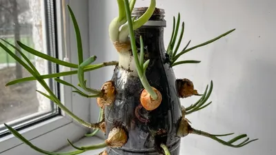 Как вырастить зеленый лук на подоконнике в пластиковой бутылке | Растения  для сада, огорода