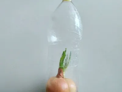 Лук в пластиковой бутылке на подоконнике дома пошагово: как сделать из  пятилитровой банки дерево для выращивания зелени, посадить и вырастить  зеленый овощ в земле?