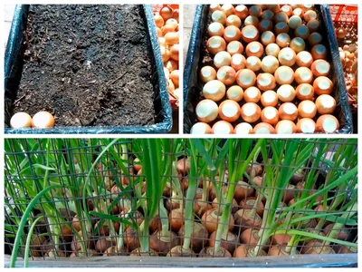 Как вырастить зеленый лук без земли – лайфхак с подставкой для яиц