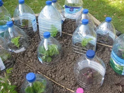 BB.lv: Как выращивать зеленый лук дома зимой, используя обычные пластиковые  бутылки