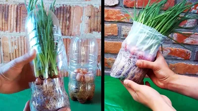ЛУК на ПЕРО в БУТЫЛКЕ! Как вырастить зеленый лук в бутылке на подоконнике -  YouTube