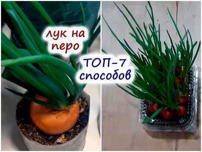 Как правильно выращивать зеленый лук зимой