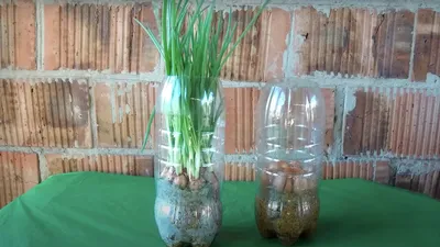 Как вырастить зеленый лук дома — Шуба