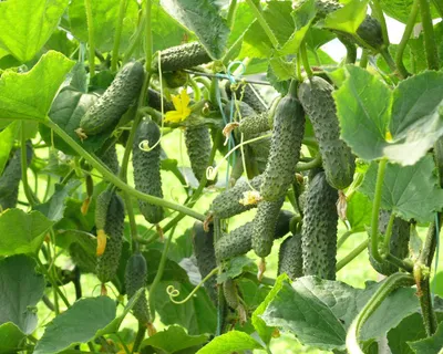 Купить ящик луховицких огурцов в Fruitonline.ru