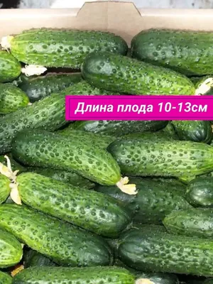 ВЛАВКЕ – Огурцы Луховицкие
