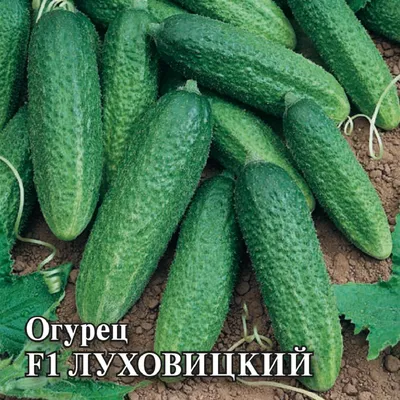 Огурцы \"Луховицкие\", 500 г — купить в интернет-магазине по низкой цене на  Яндекс Маркете