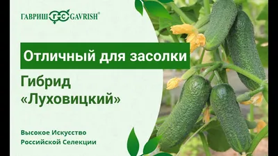 Огурцы Луховицкие No Name купить за 169 руб в Старом Осколе и  характеристики - SKU6135248