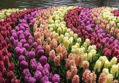 Необычные луковичные цветы для вашего сада | Любимая усадьба | Дзен