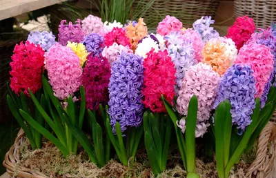 Осенняя посадка луковичных цветов для великолепного весеннего цветения -  полезные статьи о садоводстве от Agro-Market24