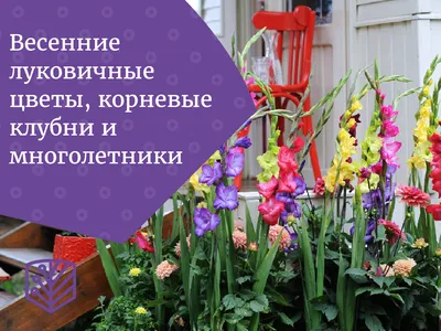 15 луковичных цветов, которые сажают весной — лучшие для вашей изысканной  клумбы | Дача - это маленькая жизнь | Дзен