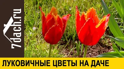 Весенние луковичные цветы, корневые клубни и многолетники в небольших  упаковках - Aednik24
