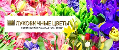 Что делать осенью с луковичными цветами |Agro-Market