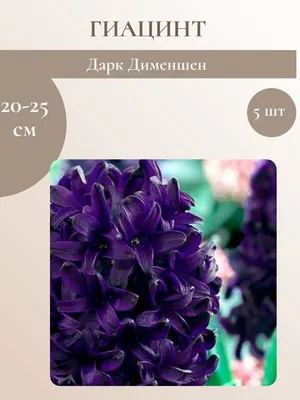 Лето огород луковичные цветы синие …» — создано в Шедевруме