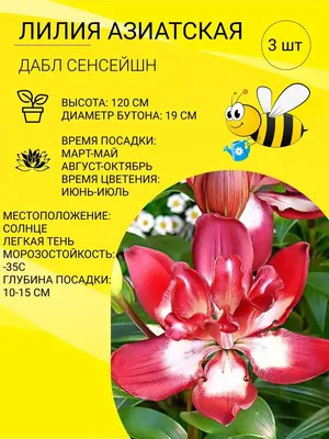 Весенние луковичные цветы купить, фото и названия, по лучшим ценам,  доставка наложенным платежом по России