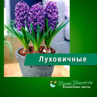 Весенние луковичные – фото, названия, советы по посадке и выращиванию | В  цветнике (Огород.ru)