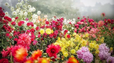 Луковичные цветы для сада многолетние - красивые фото