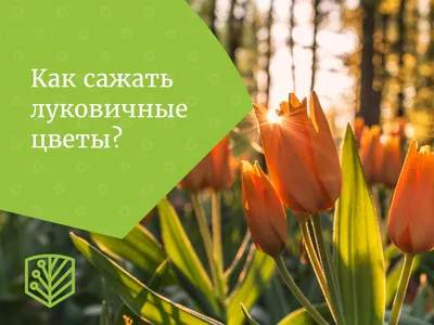 Луковичные цветы: виды, уход за луковичными цветами: когда и как сажать,  когда выкапывать, как сохранить луковицы до весны | Houzz Россия