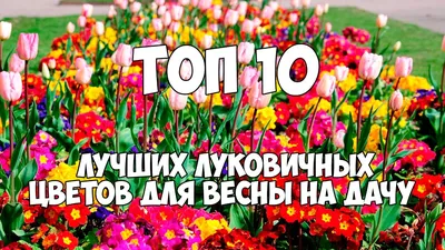 Особенности выращивания луковичных цветов | GreenMarket