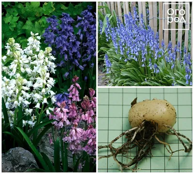 7 необычных луковичных цветов для посадки осенью | В цветнике (Огород.ru)