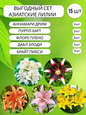 Как сажать луковичные цветы? - Aednik24