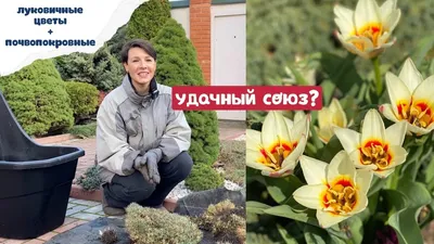 Дачникам на заметку: в июне время выкапывать луковичные цветы: читать на  Golos.ua