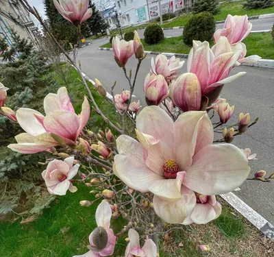 Магнолия Черный Тюльпан \"Black Tulip\" | САД ПОЛТАВИ