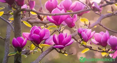Магнолия в вопросах и ответах - посадка, уход, фото, как вырастить и  собрать урожай - «Блог Флориум.юа» 2024