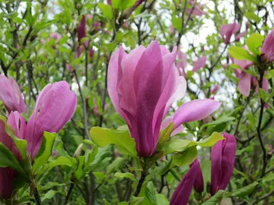 Магнолия Клеопатра \"Magnolia Cleopatra\" | САД ПОЛТАВИ