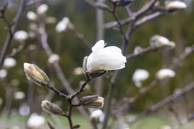 Магнолия Император, Magnolia Emperor | САД ПОЛТАВИ