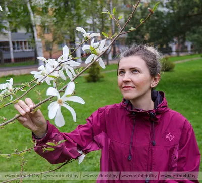 В Центральном ботаническом саду зацветают магнолия и сакура | Центральный  ботанический сад