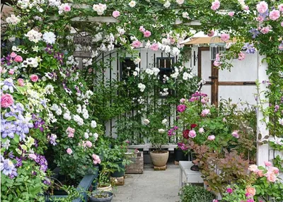 Уютный маленький сад с зоной усаживания Стоковое Изображение - изображение  насчитывающей расположений, сад: 115126527
