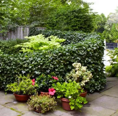 5 способов зрительно увеличить маленький сад, которыми вы не пользуетесь