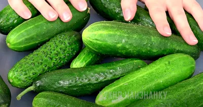 Малосольные огурцы рецепт - как приготовить в банке горячим способом