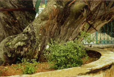Cтарейшее дерево на планете – Мамврийский дуб – WE LOVE UA