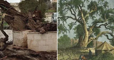 Ждать ли Конца Света после падения 5000-летнего ветхозаветного дуба на  подворье русской миссии в Израиле