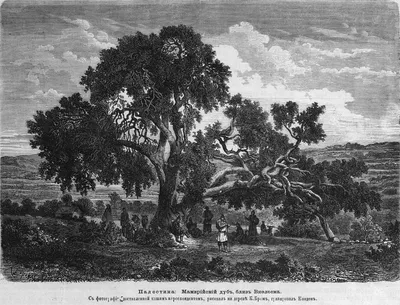 File:Мамврийский дуб, 1869.jpg - Wikimedia Commons