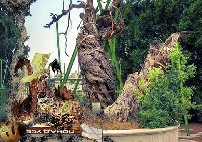 Мамврийский дуб профессиональное фото…» — создано в Шедевруме