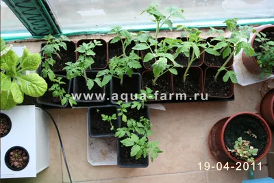 Быстрое выращивание рассады томатов дома. Как выращивать рассаду?