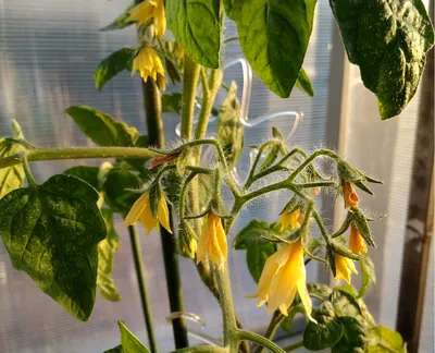 Безрассадные помидоры и способы выращивания - Agro-Market