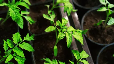 Выращивание помидор в пластиковых бутылках - Agro-Market