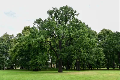駐日ロシア連邦大使館 on X: \"🇷🇺🌳Михайловский сад — один из самых известных и  благоустроенных парков Санкт-Петербурга, находящийся в самом центре города.  🔸Михайловский сад примыкает к Михайловскому дворцу - главное здание  Русского музея. 🔗 https://t ...