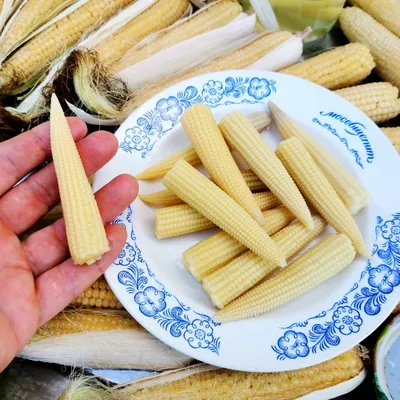 Японская Голозёрная Мини Кукуруза Baby Corn — ヤングコーン | Дом Помидоров -  Помидом