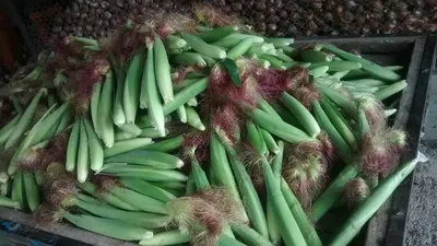 Лакомство Литл Ван Мини кукуруза!!! купить в Пензе цена 462 руб.|Зеленый дом