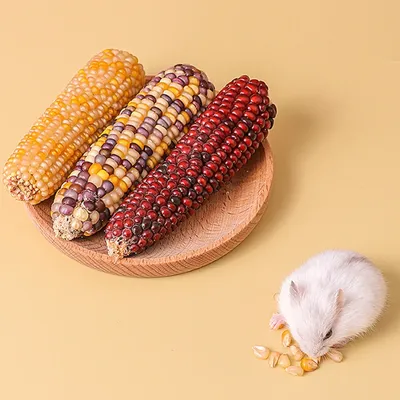 Миникукуруза — стоковые фотографии и другие картинки Мини-кукуруза - Мини- кукуруза, Белый фон, Без людей - iStock