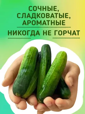Купить огурцы гладкие Горкунов 3 шт, цены на Мегамаркет | Артикул:  100034607658