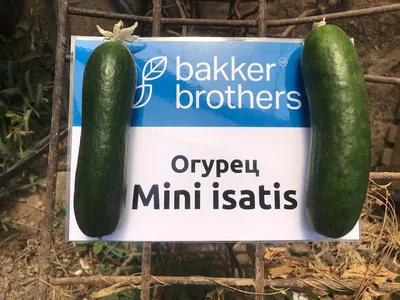 Семена Огурец мини-корнишон Аристан F1, 6 сем., купить