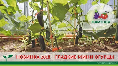 Огурец Бэби Мини F1 \"Первые семена\" - «Сорт огурцов \"Бэби Мини F1\"- 100%  всхожесть, cбор урожая через 50 дней после всходов, отличные вкусовые  качества» | отзывы