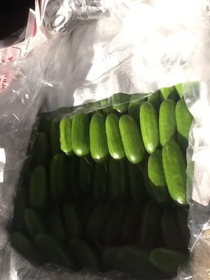 Огурец МАЛЕНЬКИЙ ИЗ ПАРИЖА » Franchi