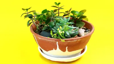 ❀Как создать горшечный сад| GreenMarket