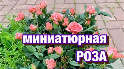 Миниатюрные розы. Роза Кордана. Роза Патио. Как сажать? Уход после посадки.  | Розы, Растения, Садоводство